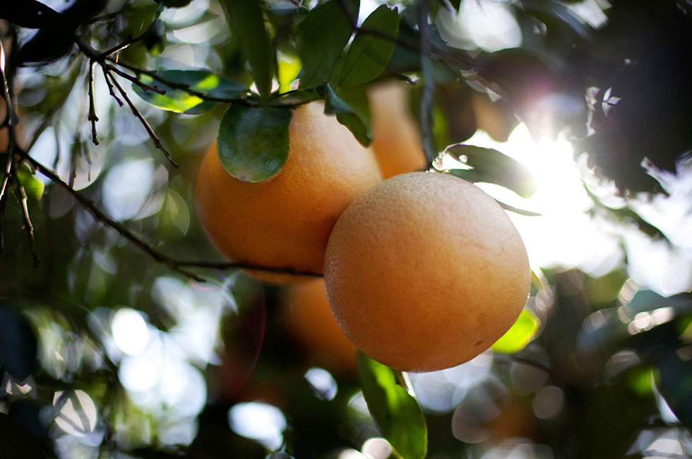 Warm sunny days and consistently warm nights combine to produce the sweetest Ruby Red Grapefruit. The fruit on this tree enjoys a few final days in the sun before being picked by hand and delivered with care to your table.