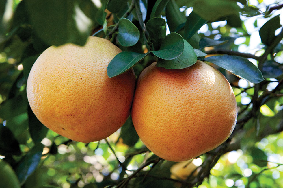 Ruby Red Grapefruits start out as dark green and slowly mature to bright yellow. We know they are ripe and ready when the skin shows telltale areas of reddish blush. We wait to harvest until we see this faint red hue, so we know each fruit is at the peak of flavor.