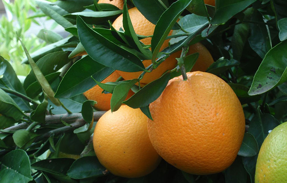 cara cara oranges from the grove