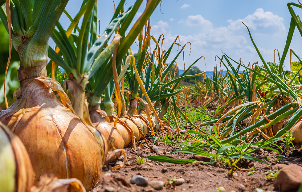Pittman Davis Onions