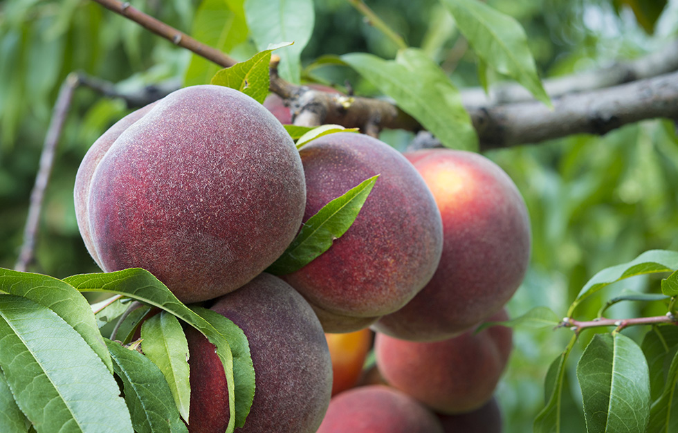 Peaches on the tree