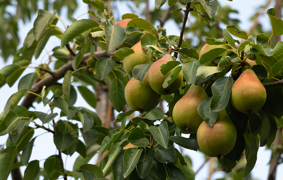 pears in the groves