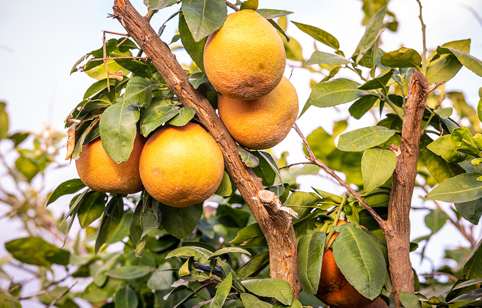 grapefruit in the grove