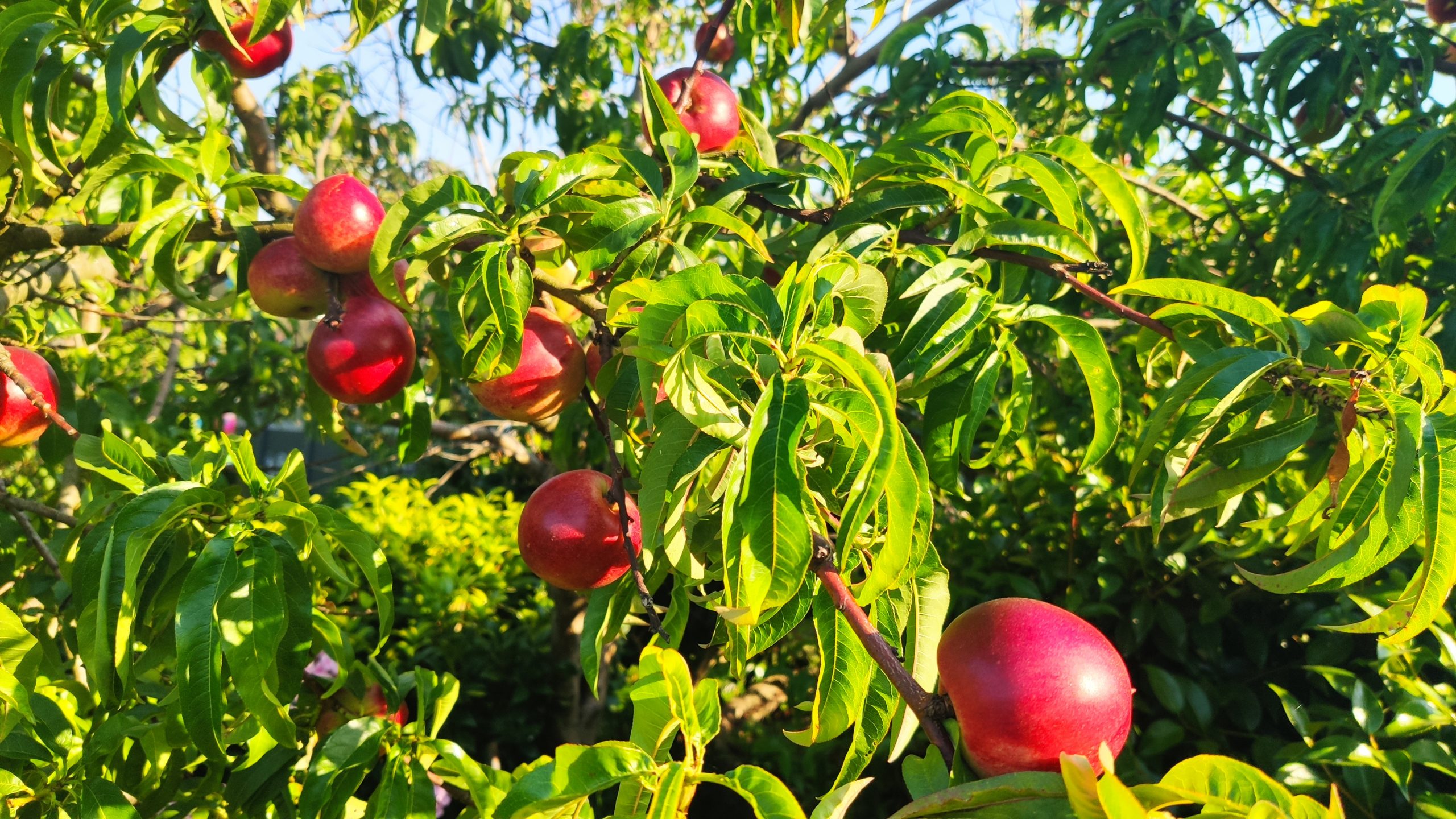 Nectarines