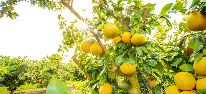 Rio Ruby Grapefruit from Pittman & Davis groves