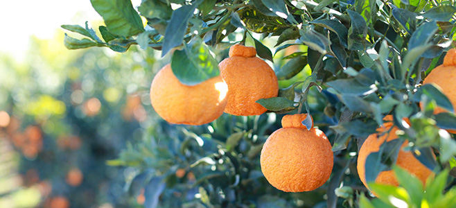 golden honeybells for sale online