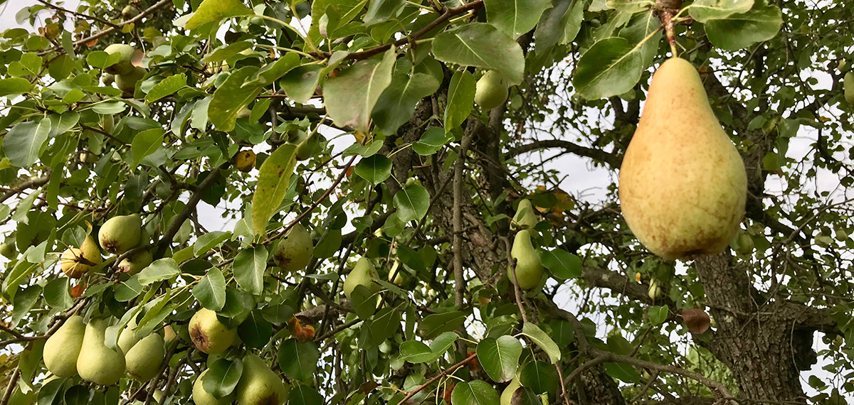 Pear Grove