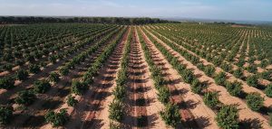 Grove Update - Morro Bay Avocados - California's Finest