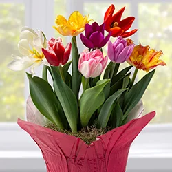 Gifts that Grow category image