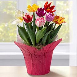 Gifts that Grow category image