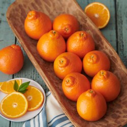 Customer Favorites category image