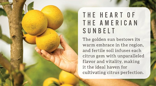 Fresh Citrus Fruit Delivery