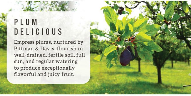 Empress Plums
