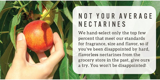 Nectarine Grove