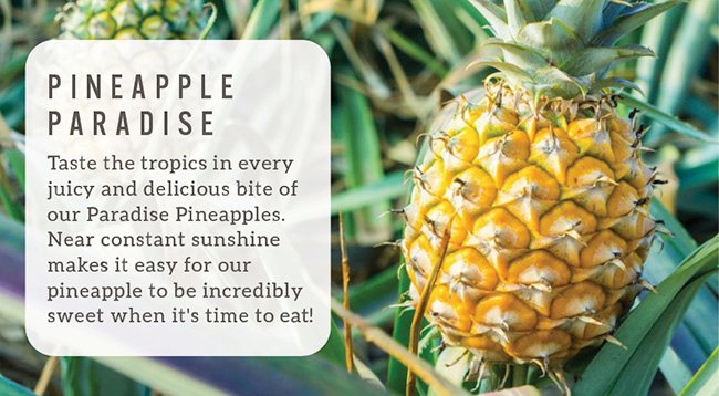 Paradise Pineapple Grove