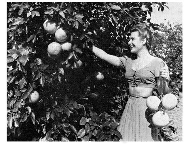 Vintage Pittman & Davis grove workers harvesting citrus