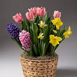 Gifts that Grow category image