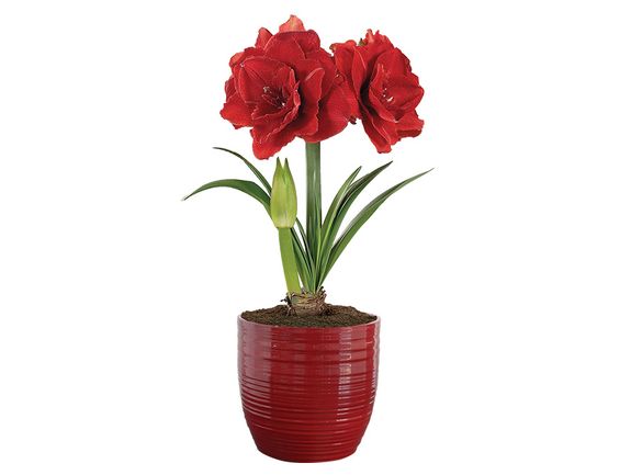 Double Red Amaryllis