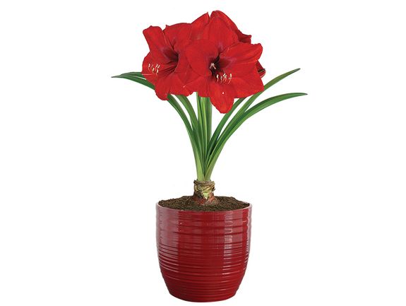 Giant Amaryllis