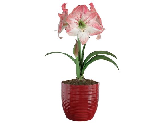 Giant Amaryllis