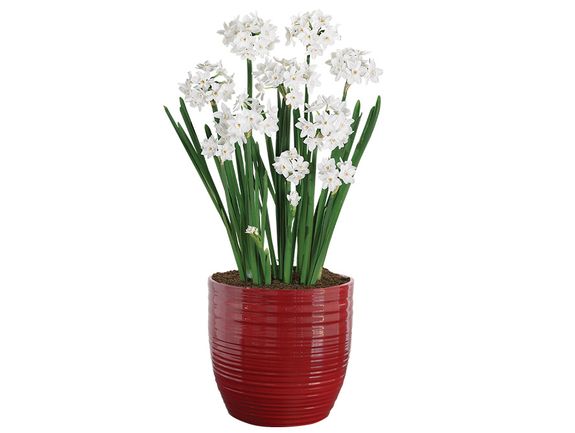 Paperwhites & Decorative Tin
