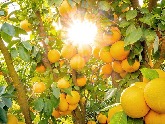 The Dozen Gift Box: 12 Rio Ruby™ Red Grapefruit