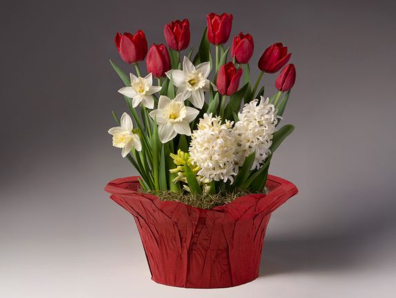 Christmas Morning Bulb Garden