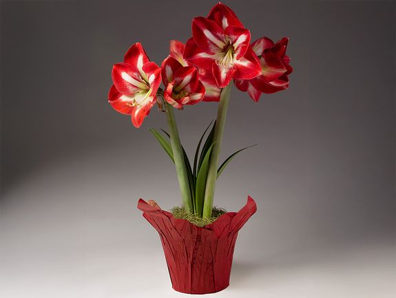 Cocktail Amaryllis Bulb Garden