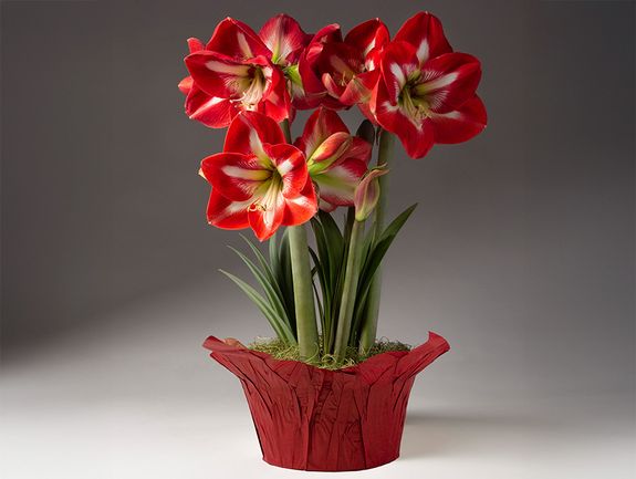 Cocktail Amaryllis Trio