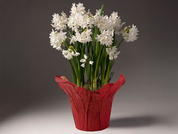 Christmas Cheer Paperwhite Bulb Garden