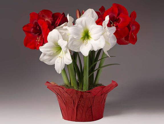 Holiday Splendor Amaryllis Garden