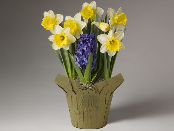 Bright Blooms Daffodil & Hyacinth Garden