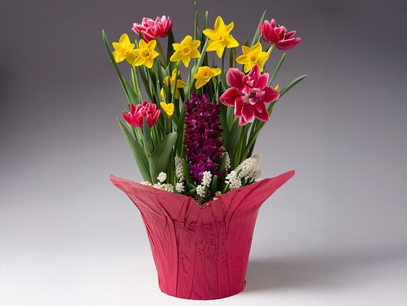 Happy Blooms Bulb Garden