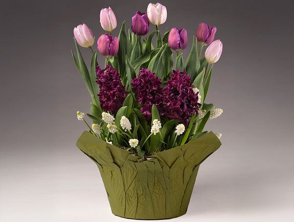 Shades of Purple Bulb Garden