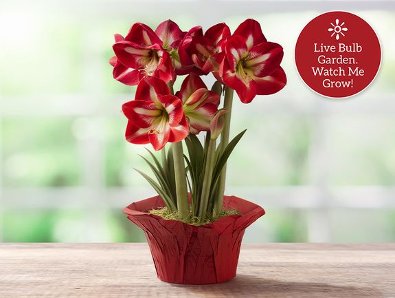 Cocktail Amaryllis Trio