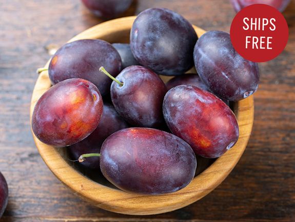 Empress Plums