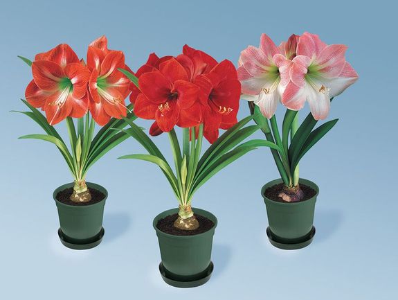 Giant Amaryllis