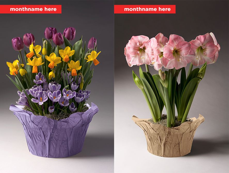 Floral-test-1_02.jpg