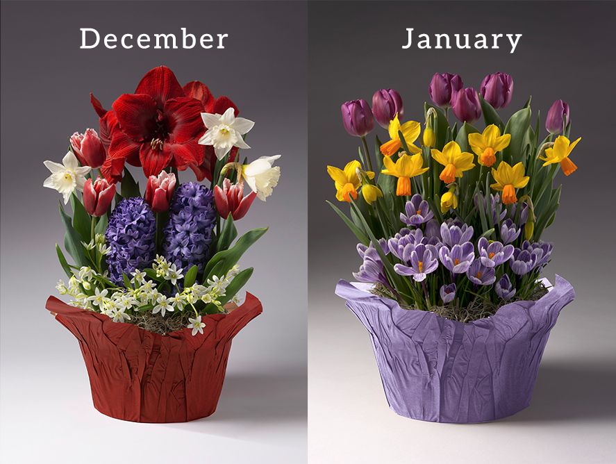 PD-FlowerClub_01.jpg