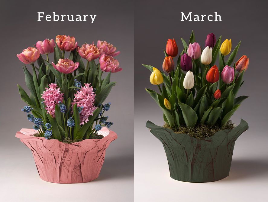 PD-FlowerClub_02.jpg