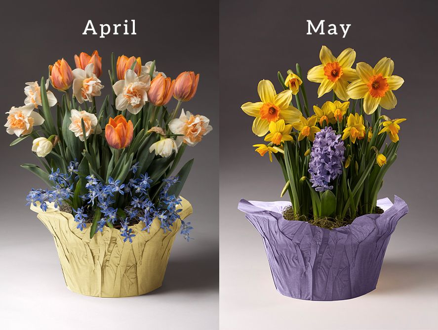 PD-FlowerClub_03.jpg