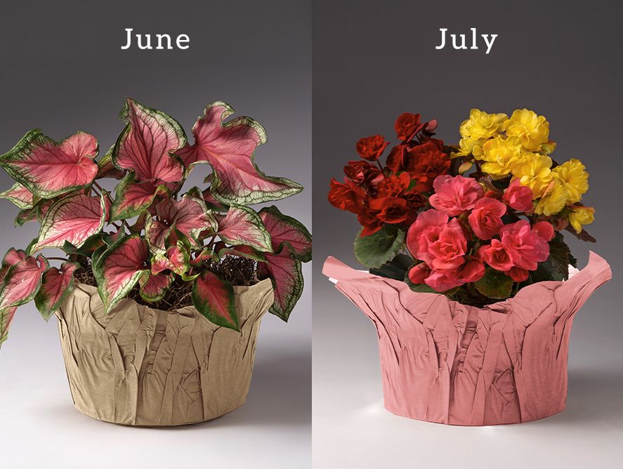 PD-FlowerClub_04.jpg