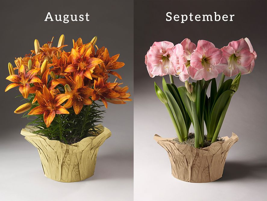 PD-FlowerClub_05.jpg