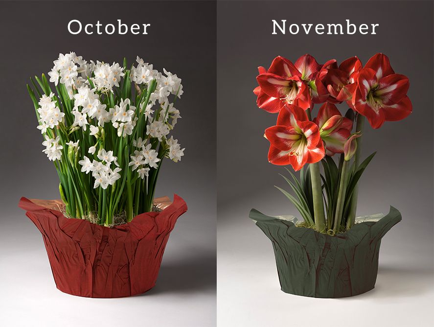 PD-FlowerClub_06.jpg
