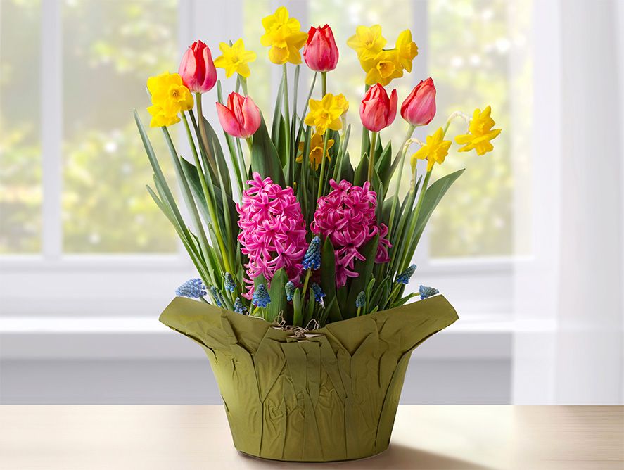 Sunny Spring Bloom Mix