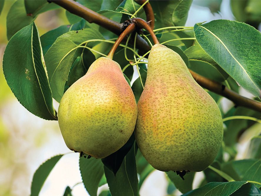 King Comice Pears and Stilton Blue Cheese | Pittman & Davis