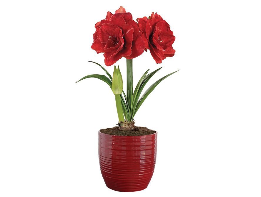 Double Red Amaryllis