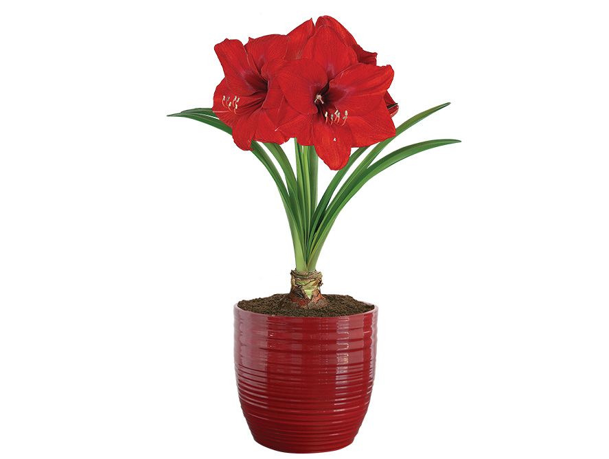 Giant Amaryllis