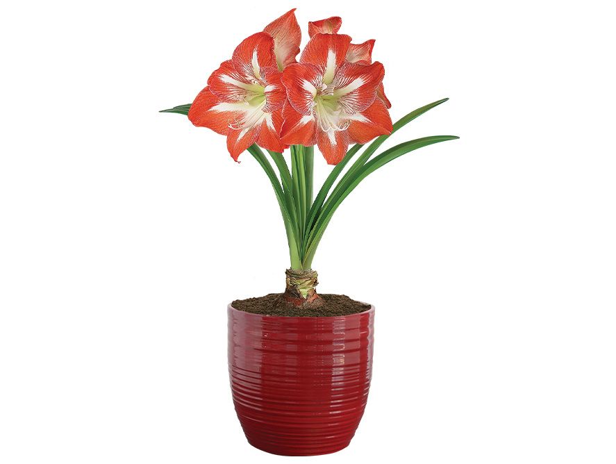 Waxed Amaryllis Bulbs Elegant Double King Amaryllis Gift Growing