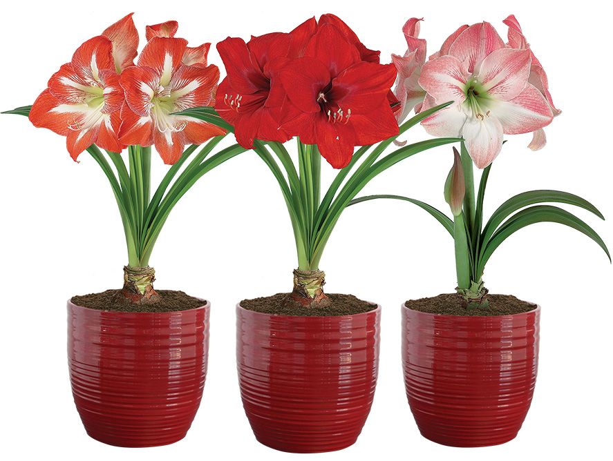 Giant Amaryllis